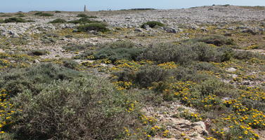 day, eye level view, Faro, Faro, flower, greenery, open space, path, Portugal, rockery, rocks, shrub, summer, sunlight, sunny, vegetation