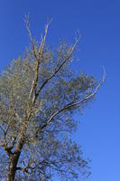 below, day, England, London, natural light, park, sunny, The United Kingdom, tree