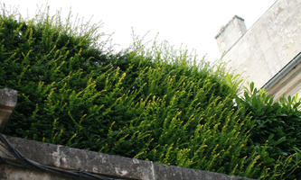 Amiens, below, bush, day, France, overcast, Picardie, plant