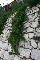 architecture, Croatia, Croatia, day, eye level view, hanging, natural light, plant, vegetation, wall