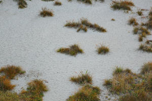 above, day, diffuse, diffused light, grass, natural light, New Zealand, overcast, plant, sand dune, summer, West Coast