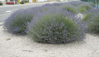 bush, Croatia, day, diffuse, diffused light, eye level view, lavander, natural light, shrub, Sibensko-Kninska, summer, Vodice