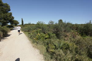 bright, bush, day, Denia, eye level view, path, shrub, shrubland, Spain, spring, sunny, Valenciana