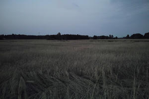 crop, dark, dusk, evening, eye level view, field, Poland, summer, Wielkopolskie