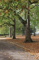 afternoon, autumn, Battersea park, day, England, eye level view, leaf, London, park, path, The United Kingdom, tree