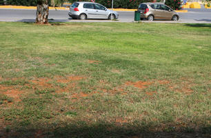 car, day, eye level view, grass, Greece, Irakleion, Iraklion (Crete), natural light