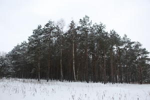 eye level view, forest, overcast, Poland, snow, tree, Wielkopolskie, winter, Wolsztyn