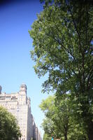 below, day, Manhattan, New York, sunny, The United States, tree, vegetation