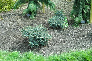 above, bush, day, England, garden, natural light, park, plant, The United Kingdom, Woking