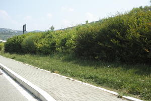 day, direct sunlight, eye level view, Italia , kerb, pavement, shrubbery, summer, sunny, Veneto, Verona