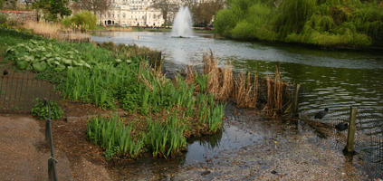 day, England, eye level view, grass, greenery, London, park, pond, spring, The United Kingdom, tree, weeping willow