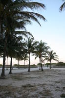 beach, dusk, eye level view, Florida, Miami, palm, The United States, vegetation, winter