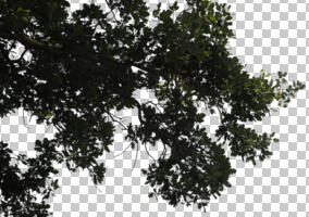 below, branch, broad-leaf tree, broad-leaved tree, cutout, cutout trees, day, diffuse, diffused light, oak, summer