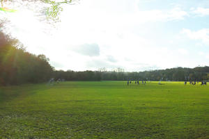 autumn, day, eye level view, grass, park, sunny, treeline