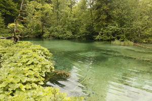 Croatia, day, diffuse, diffused light, eye level view, Karlovacka, lake, natural light, plant, shrub, summer, woodland