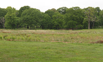 day, diffuse, diffused light, England, eye level view, grass, London, natural light, park, spring, The United Kingdom, treeline