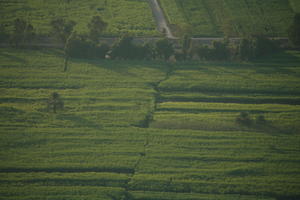 aerial view, dusk, East Timor, Egypt, Egypt, field, palm, tree, vegetation