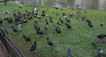 bird, day, England, eye level view, grass, London, park, spring, The United Kingdom