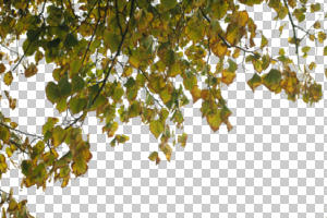 autumn, below, branch, broad-leaf tree, broad-leaved tree, cutout, cutout trees, day, deciduous, diffuse, diffused light