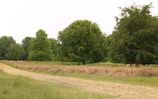 broad-leaf tree, broad-leaved tree, day, diffuse, diffused light, England, eye level view, grass, London, natural light, oak, park, path, spring, The United Kingdom