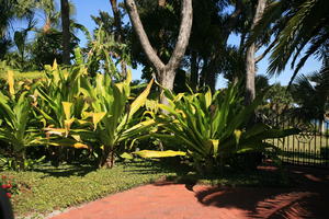 day, eye level view, Florida, garden, Miami, natural light, palm, sunny, The United States, tropical, vegetation, winter