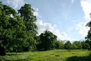 broad-leaf tree, broad-leaved tree, day, England, eye level view, grass, London, park, summer, sunny, The United Kingdom