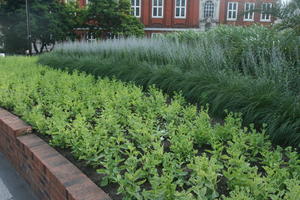 day, England, eye level view, garden, grass, London, plant, summer, sunny, The United Kingdom