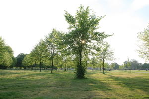 broad-leaf tree, broad-leaved tree, day, deciduous, England, eye level view, grass, London, park, spring, sunny, The United Kingdom, tree