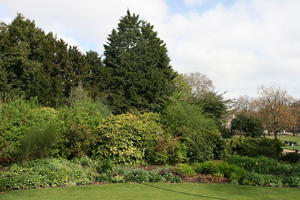 bush, day, direct sunlight, England, eye level view, grass, greenery, London, park, spring, sunny, sunshine, The United Kingdom, tree