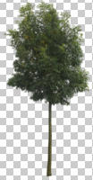 broad-leaf tree, broad-leaved tree, cutout, cutout trees, day, diffuse, diffused light, eye level view, summer