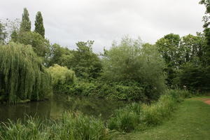 Abingdon, bush, day, England, eye level view, natural light, park, pond, shrub, summer, The United Kingdom, tree, weeping willow