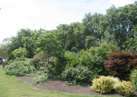 broad-leaf tree, broad-leaved tree, bush, day, England, eye level view, London, park, shrub, summer, sunny, The United Kingdom, tree