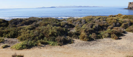 autumn, beach, Canarias, day, eye level view, grass, grove, natural light, noon, seascape, shrub, Spain, sunlight, sunny, vegetation