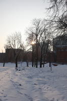 afternoon, day, deciduous, diffuse, diffused light, eye level view, natural light, park, Poland, Poznan, snow, tree, Wielkopolskie