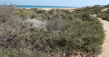 afternoon, Canarias, day, direct sunlight, eye level view, heath, Las Palmas, shrub, Spain, spring, sunny