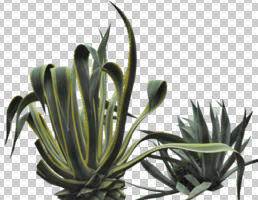 cutout, cutout plants, day, diffuse, diffused light, eye level view, spring, succulent plant