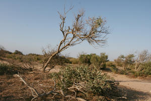 autumn, bush, day, desert, direct sunlight, Essaouira, eye level view, Morocco, natural light, sunlight, sunny, sunshine, vegetation