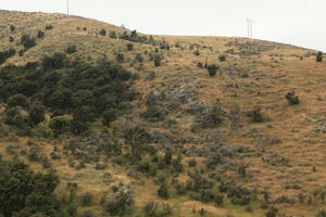 day, diffuse, diffused light, elevated, mountain, natural light, New Zealand, overcast, summer, woodland