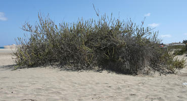 Canarias, day, direct sunlight, dunes, eye level view, Las Palmas, shrub, Spain, spring, sunny