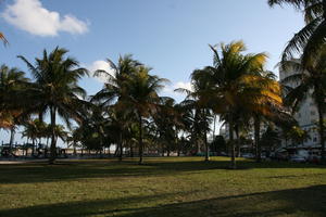 architecture, bright, day, eye level view, Florida, grass, Miami, palm, park, The United States, tropical, vegetation