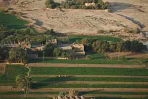 aerial view, dusk, East Timor, Egypt, Egypt, field, palm, tree, vegetation