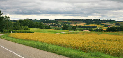 crop, day, eye level view, field, France, natural light, plant, summer, valley