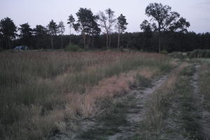 dark, dusk, evening, eye level view, field, path, Poland, summer, Wielkopolskie