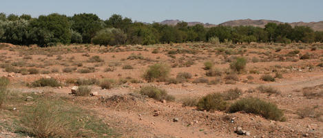 bush, day, desert, direct sunlight, eye level view, ground, grove, Morocco, natural light, nature, open space, Ouarzazate, outdoors, palm, plant, sunlight, sunny, sunshine, tree