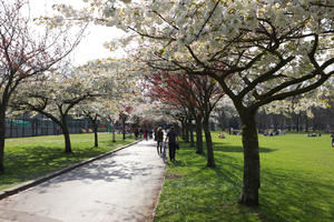 alley, blooming, blossom, day, deciduous, England, eye level view, grass, London, park, spring, sunny, The United Kingdom, tree