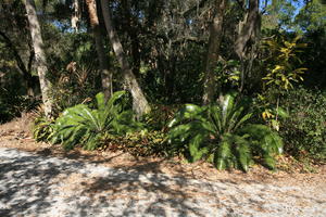 day, eye level view, Florida, Miami, natural light, palm, park, plant, sunny, The United States, tropical, vegetation, winter