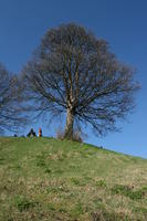 below, day, England, grass, hill, Oxford, The United Kingdom, tree, vegetation, winter