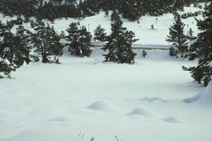 coniferous, day, diffuse, diffused light, evergreen, eye level view, France, Greolieres, Provence Alpes Cote D