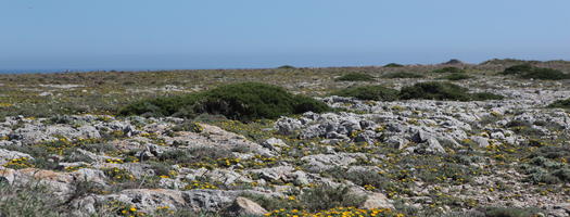 day, eye level view, Faro, Faro, flower, flower field, greenery, ground, open space, path, Portugal, rock, rockery, rocks, seascape, shrub, summer, sunlight, sunny, vegetation