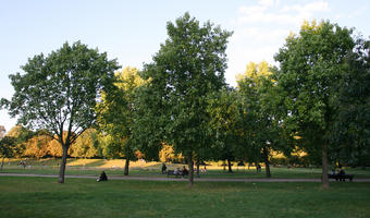 afternoon, broad-leaf tree, broad-leaved tree, day, England, eye level view, grass, London, park, summer, sunny, The United Kingdom